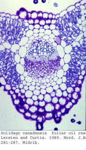 anat0725
