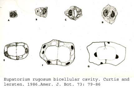 anat0733