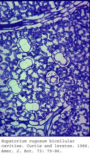 anat0739