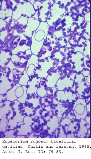anat0741