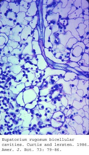 anat0746