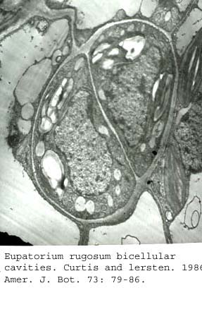 anat0753