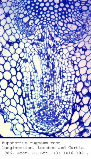 anat0756