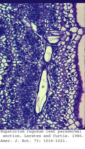 anat0760