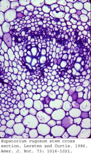anat0761