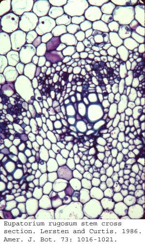 anat0764