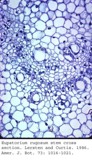 anat0766