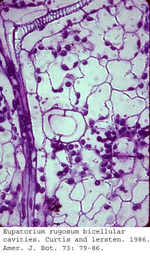 anat0769