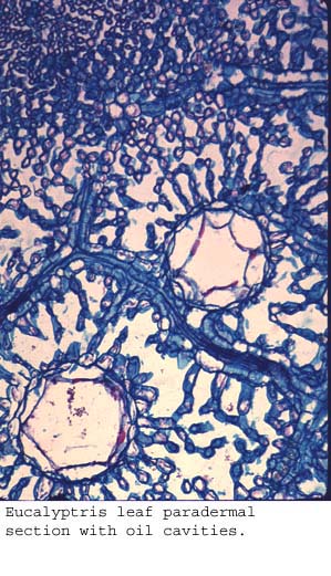 anat0774