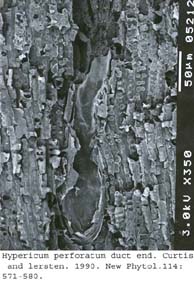 SEM0006