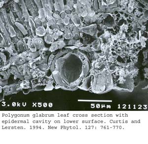 SEM0068