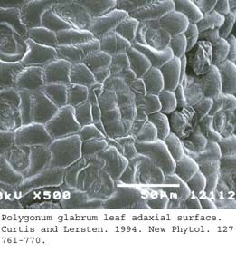 SEM0070