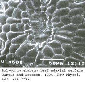 SEM0071
