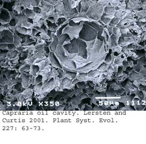 SEM0259