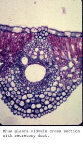 anat0639