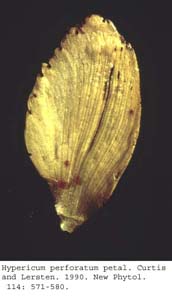 anat0643