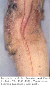 anat0661