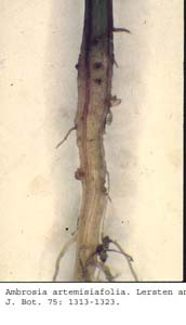 anat0664