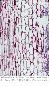 anat0668