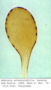 anat0681