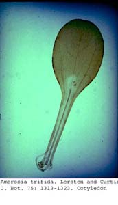 anat0682