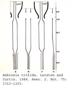 anat0689