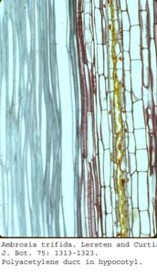 anat0692