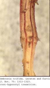 anat0693