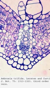 anat0698