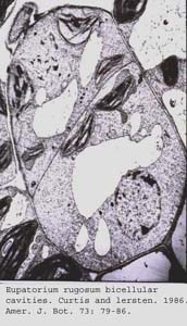 anat0745