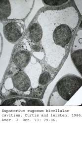 anat0747