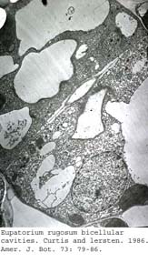 anat0749