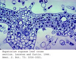 anat0768