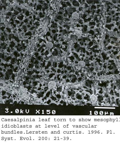 SEM0008