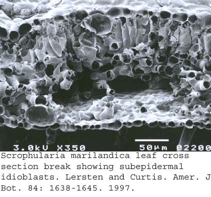 SEM0247