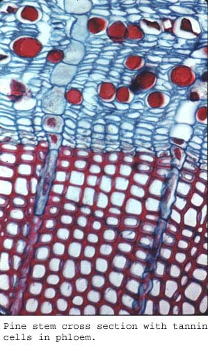 anat0631