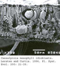 SEM0019