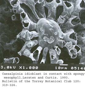 SEM0020