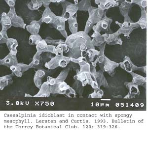 SEM0021