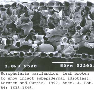 SEM0249