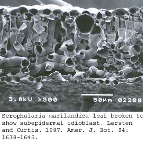 SEM0250