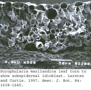 SEM0251