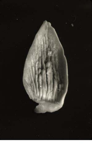 Anat0580
