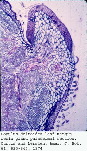 Anat0585