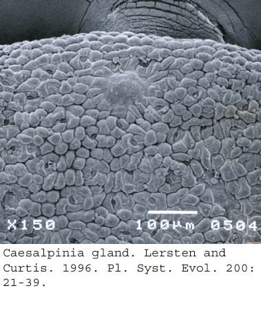 SEM0077