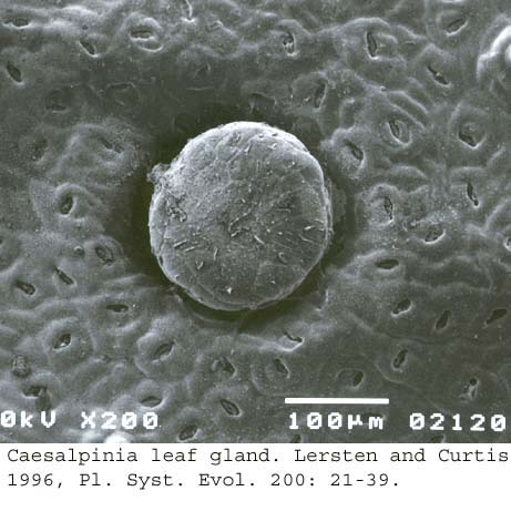 SEM0079