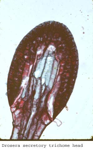 anat1350