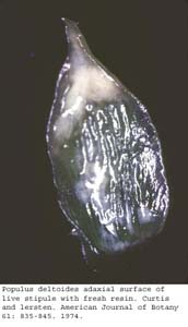 Anat0579