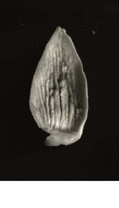 Anat0580