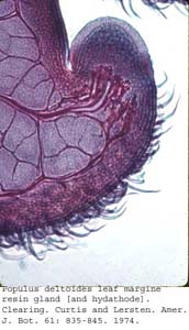 Anat0583